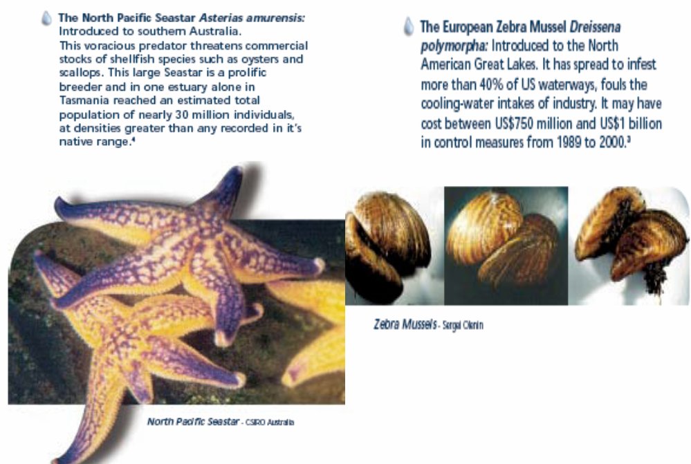 ZEBRA MUSSEL NORTH PACIFIC SEASTAR